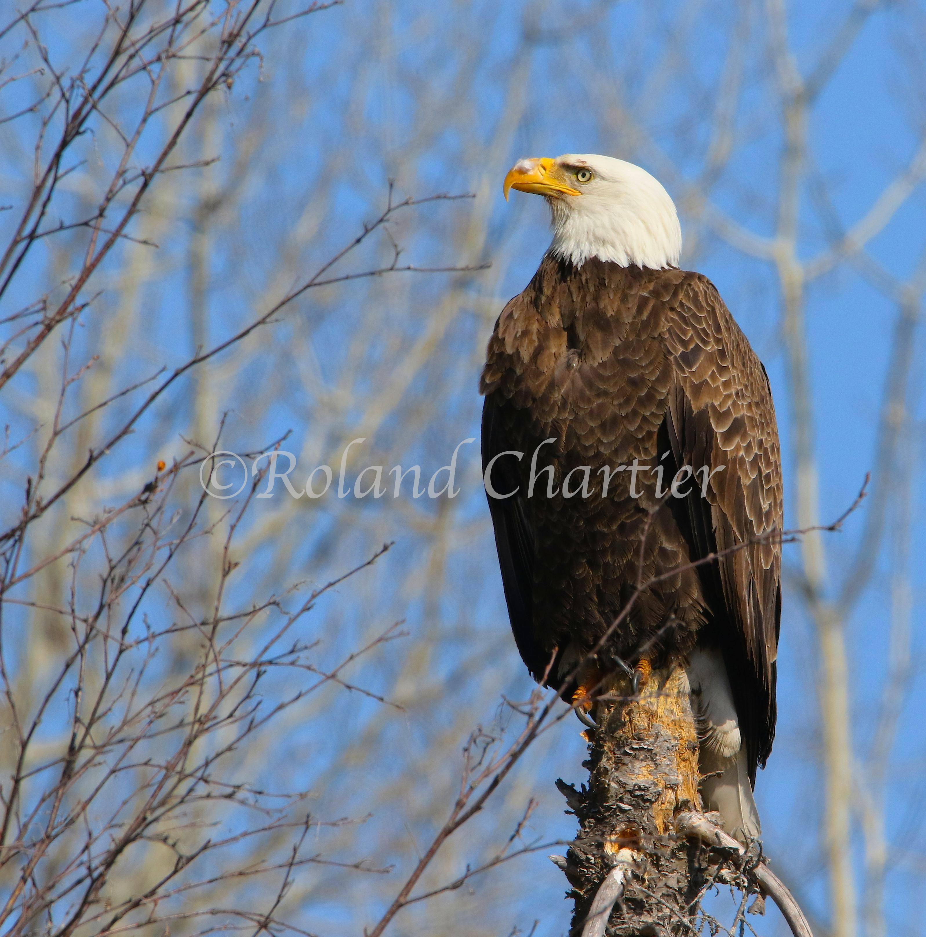 A majestic looking bald eagle on a branch